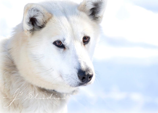 Pictures White Alaskan Huskies 88