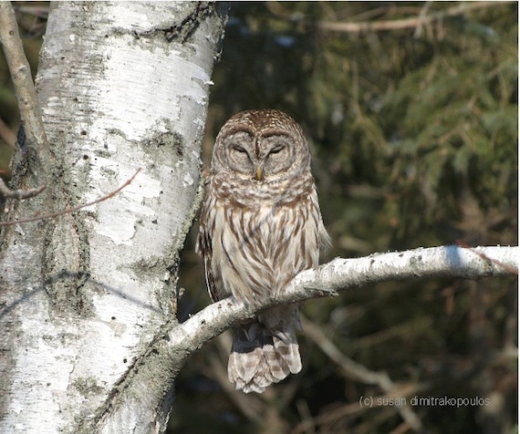 Owl photograph, Sleepy Barred Owl, owl lovers gift, bird lovers gift, home cottage decor, goth, silverbirch tree, gift 30