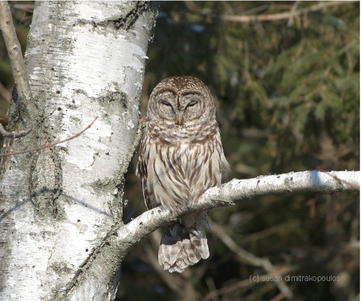 Owl photograph, Sleepy Barred Owl, owl lovers gift, bird lovers gift, home cottage decor, goth, silverbirch tree, gift 30