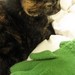 kittensmittens