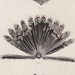 RESERVED for Danielle 1850 Rare antique print of feathers , Large size.