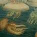 1894 Victorian JELLYFISH print, jellyfishes on the sea, medusae, bright colors, sea life antique fine lithograph