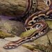 1900s Antique Snake print, a big serpent in the forest: a Madagascar Boa
