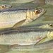 1915 Antique FISH print, herring, tent peg, SEA LIFE art lithograph