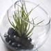 Fish Bowl Airplant Terrarium // Air Plant with Adornments