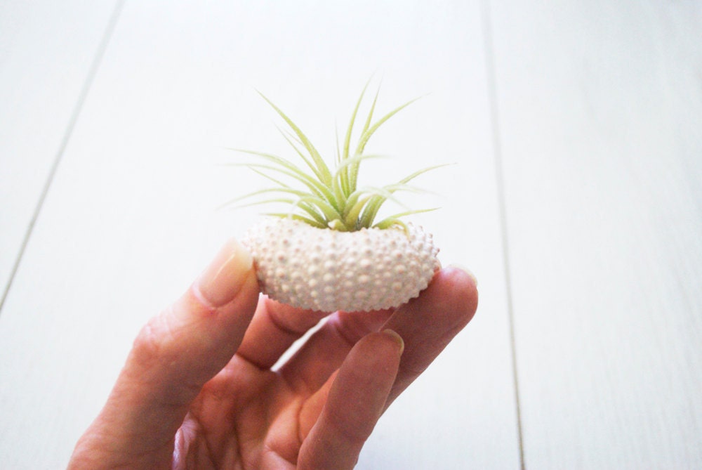 Pink Sea Urchin and Air Plant Duo