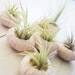 Pink Sea Urchin and Air Plant Duo
