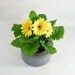 Round Concrete Planter