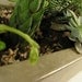 Long Concrete Tray