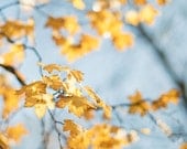 Fall photograph, Golden autumn leaves - 5x7,5 colorful fine art photography print - vibrant blue and yellow maple leaves