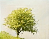 Tree photograph - original fine art photography print - tree, green, landscape, dreamy, summer, rusty, sky - photographybykarina