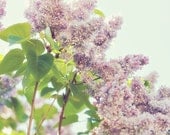 Whimsical lilacs photograph - fine art photography print - purple violet green light blue sky dreamy spring