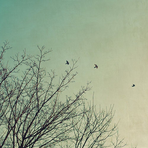 Birds and branches - 5 x 5 nature fine art photography print - nature blue aqua wall decor winter dreamy sky tree
