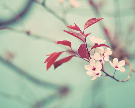 Spring mint flower photograph - fine art print - mint botanical green teal red burgundy white cherry blossom tree