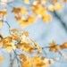 Fall photograph, Golden autumn leaves - 5x7,5 colorful fine art photography print - vibrant blue and yellow maple leaves