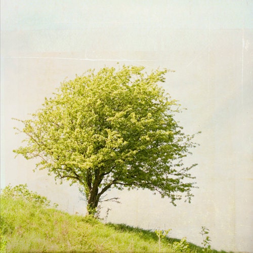 Tree photograph - original fine art photography print - tree, green, landscape, dreamy, summer, rusty, sky