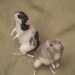 Needle felted rats, pose-able, life sized pets