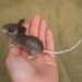 Needle felted gray mouse - poseable felted animal