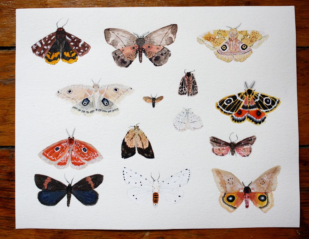 Butterfly and Moth Specimen Original Illustration