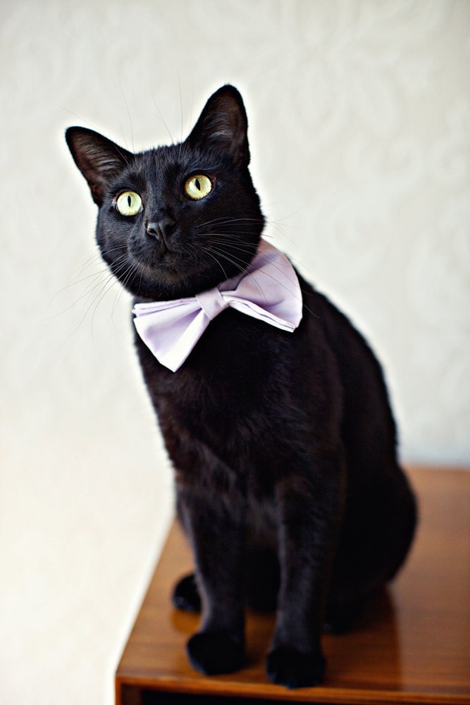 Rover Cat Bow Tie