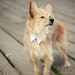The Rover White Pointed Dog Collar