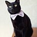 Rover Cat Bow Tie