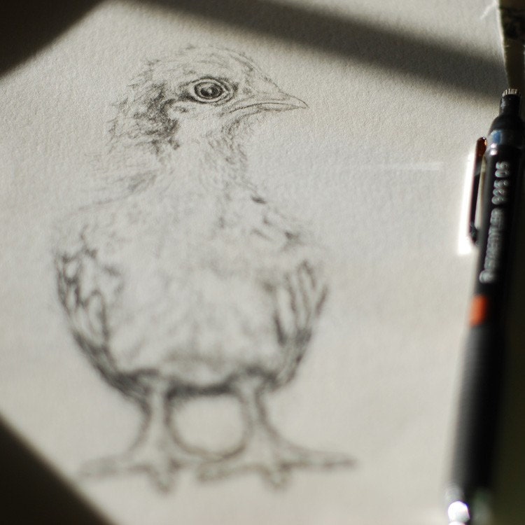 Chicky - 5.5 x 7.5 Original Graphite Drawing
