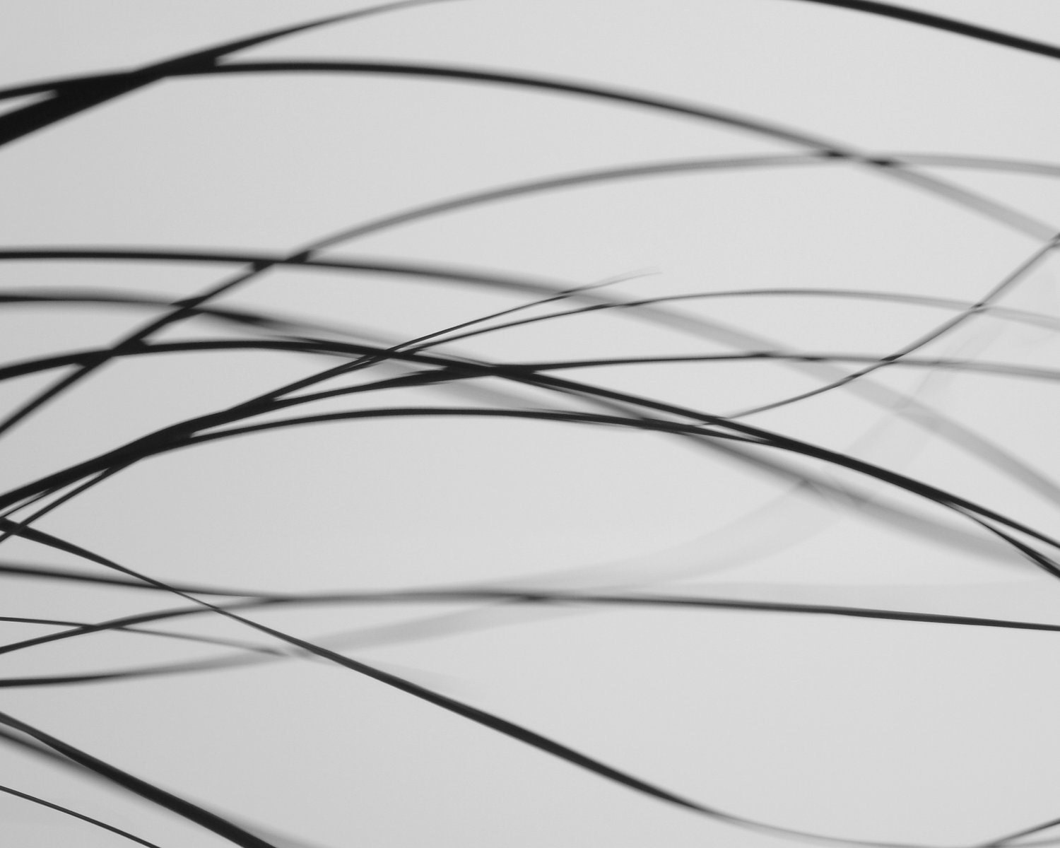 Abstract Black and White Photography 10x8 Print. Whispers...