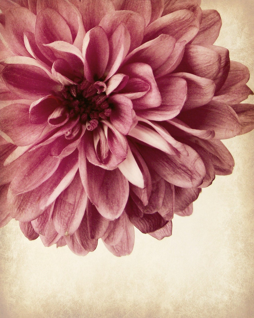 Vintage Style Flower Photography Romantic Feminine Home Decor 10x8 print Nostalgia...