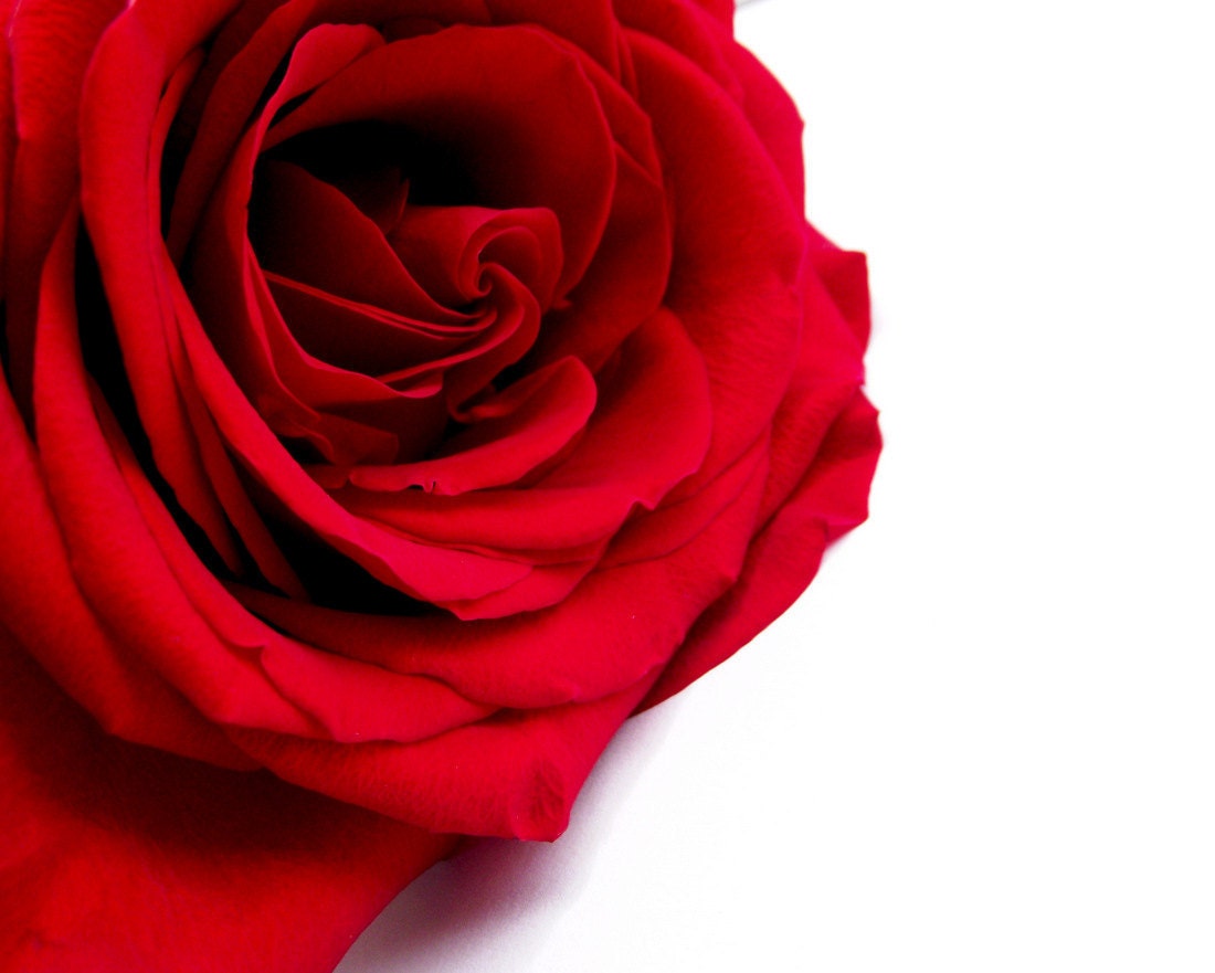 Red Rose Photography Macro Modern Home Decor 10x8 Print Red Velvet...