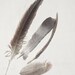 Feather Nature Photography Rustic Minimalist Neutral 10x8 Print Feathers
