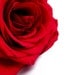 Red Rose Photography Macro Modern Home Decor 10x8 Print Red Velvet...