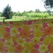 Vintage Sheet Queen Flat or Top Sheet 90 x 115 Floral Sheet Pink Orange, Yellow Floral Bed Sheet
