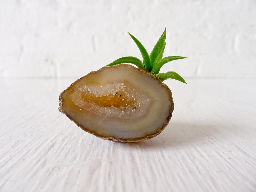 10% SALE - Air Plant on Crystal Geode- The Potatoe