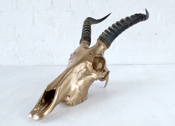 REAL African Blesbok Skull in 24K Gold