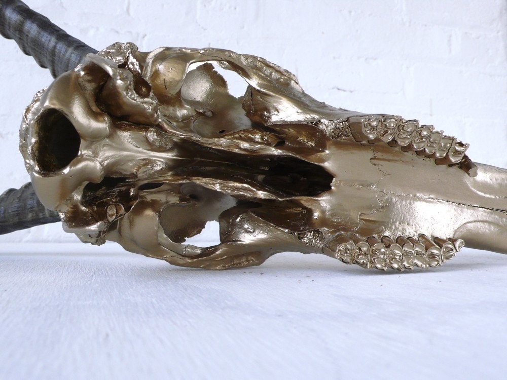 REAL African Blesbok Skull in 24K Gold
