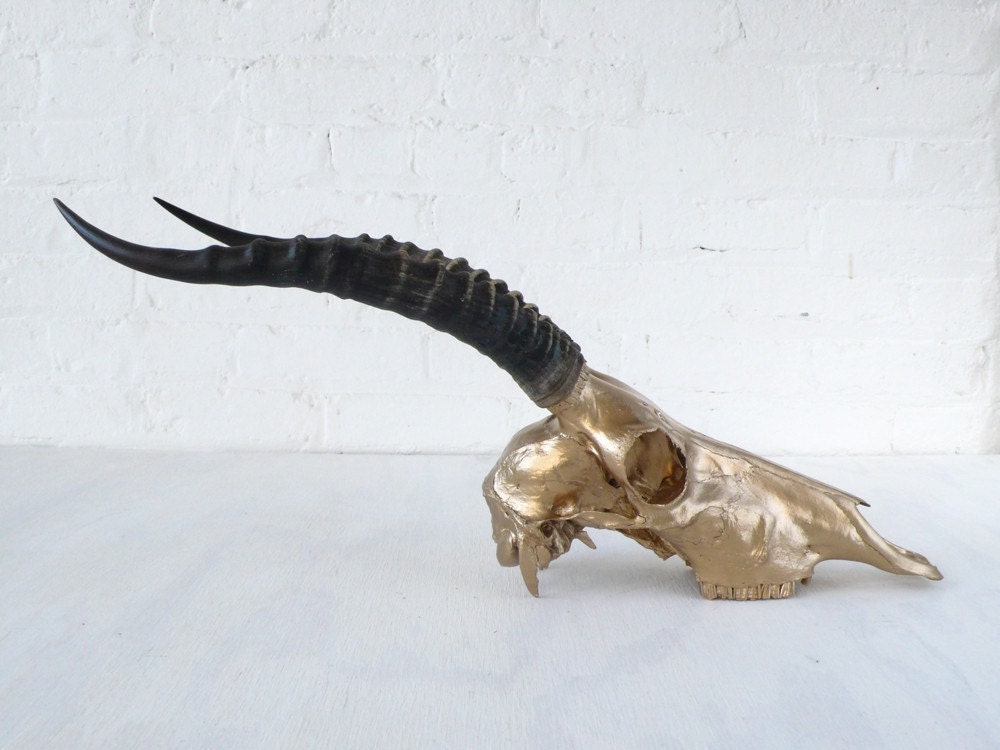 REAL African Blesbok Skull in 24K Gold