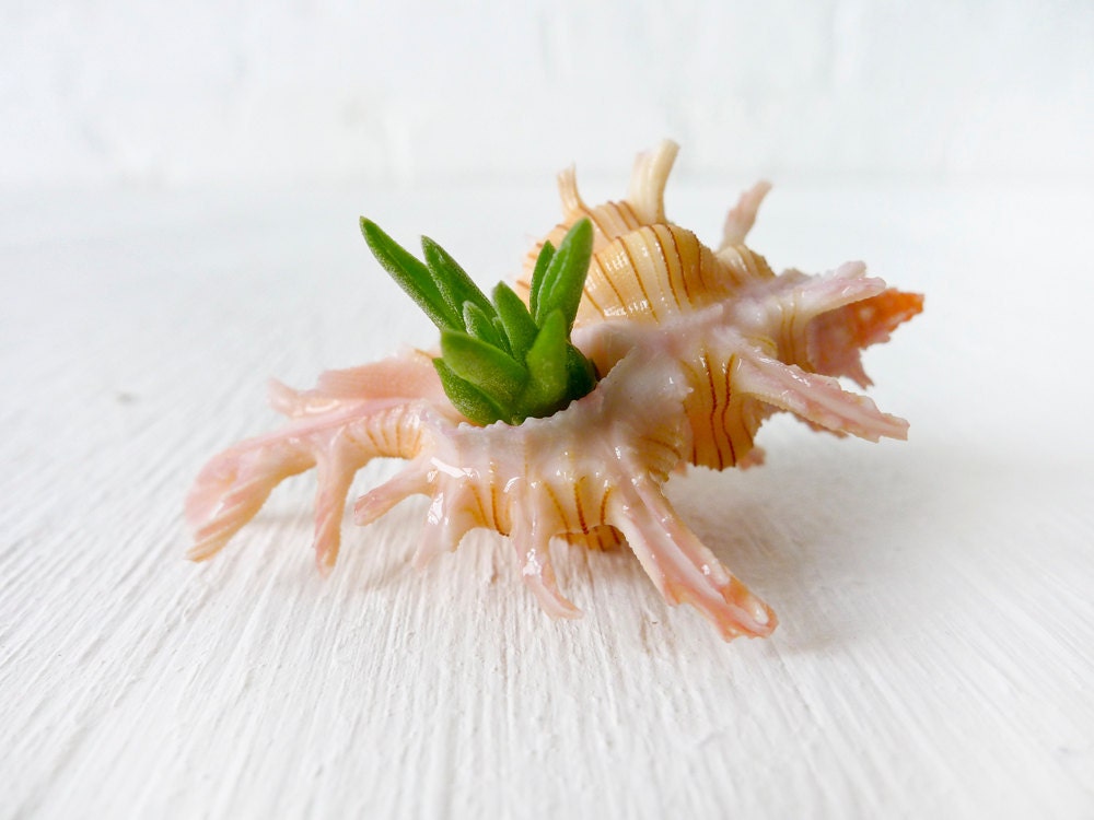 Tiny Baby Murex Sea Shell with LIVE Air Plant