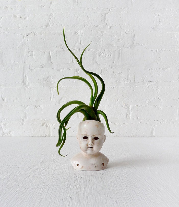 Stoned Medusa- Antique German Bisque Doll Head Air Plant Garden