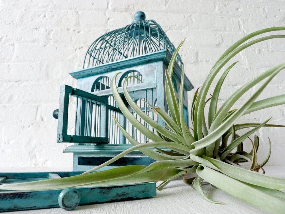 Air Plant in Blue Bird Cage - Distressed Teak LIVE Garden