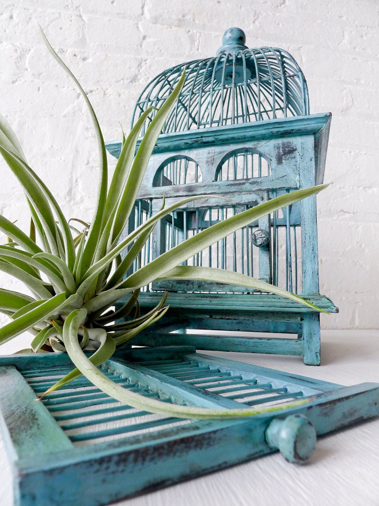 Air Plant in Blue Bird Cage - Distressed Teak LIVE Garden