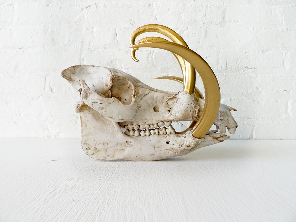 Reserved - Wild Boar Skull w/ 24k Gold Tusks