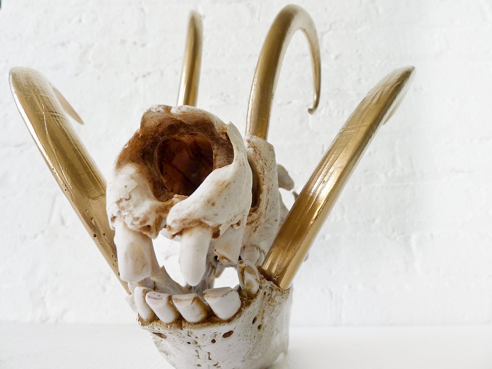 Reserved - Wild Boar Skull w/ 24k Gold Tusks