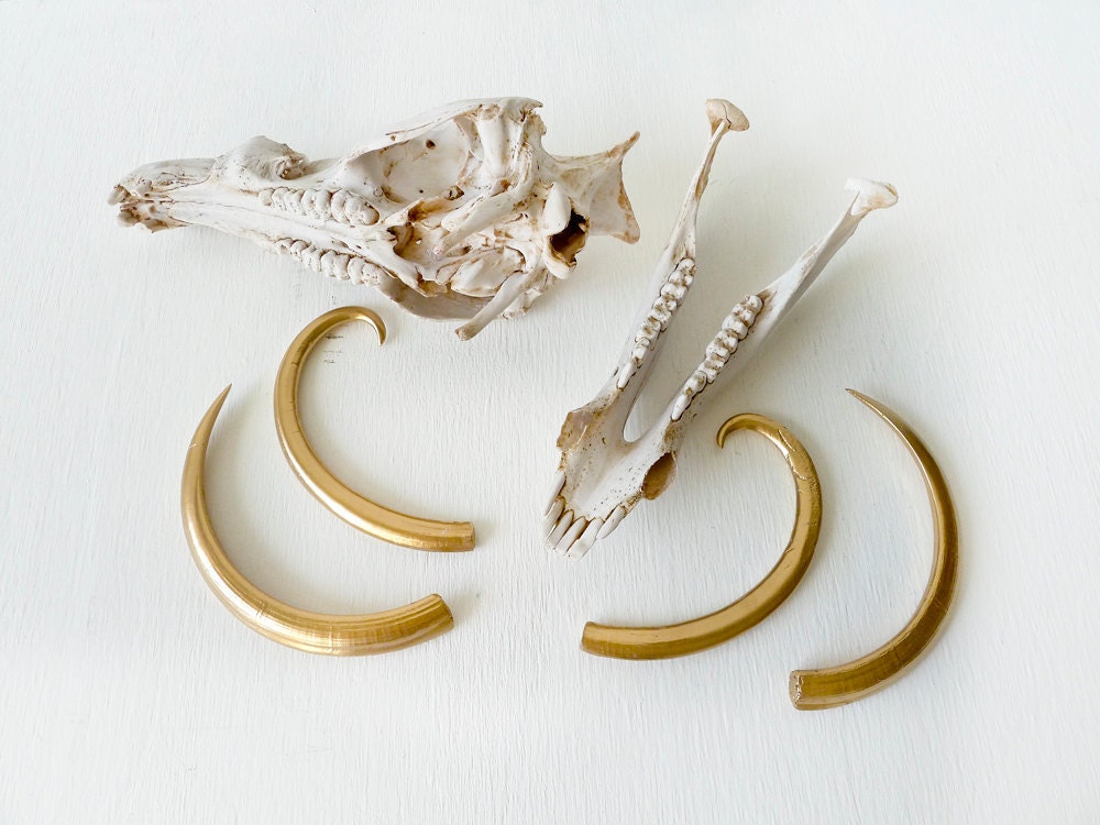 Reserved - Wild Boar Skull w/ 24k Gold Tusks