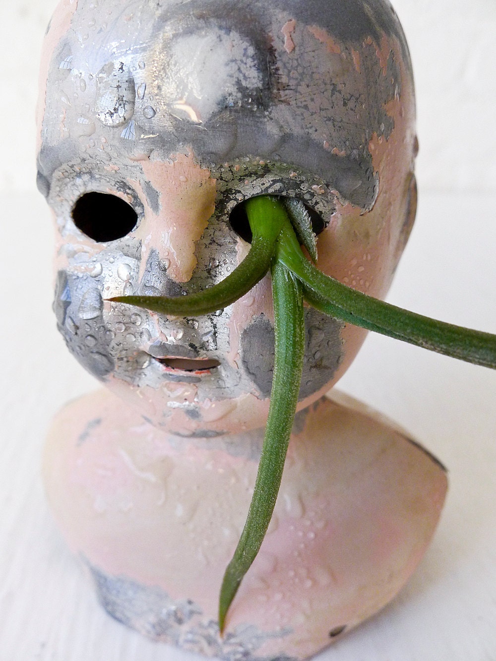 Scarface German Doll Head Air Plant Garden