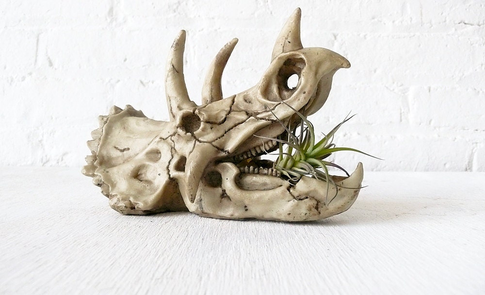 Dinosaur Air Plant Garden Aquarium Skull