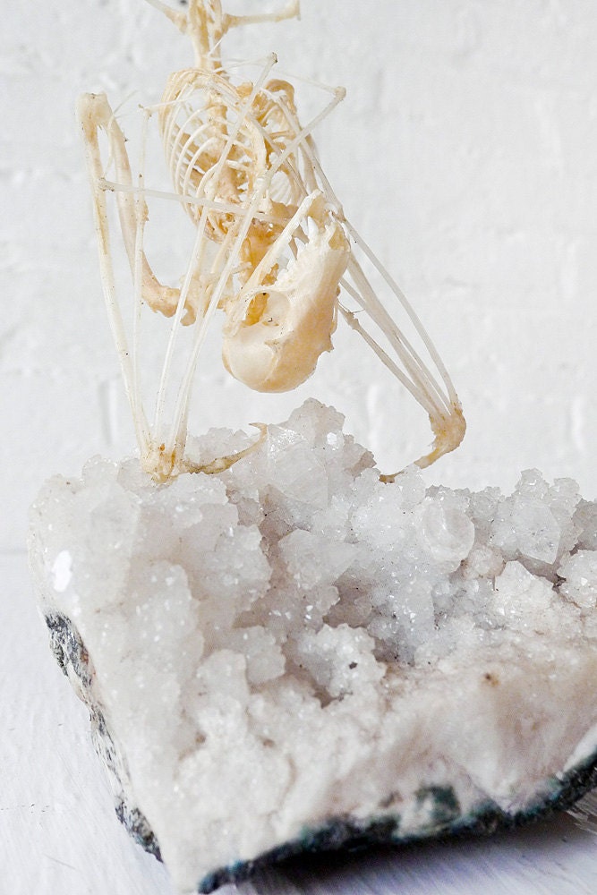 Real Bat Skeleton Crystal Cave in Dome