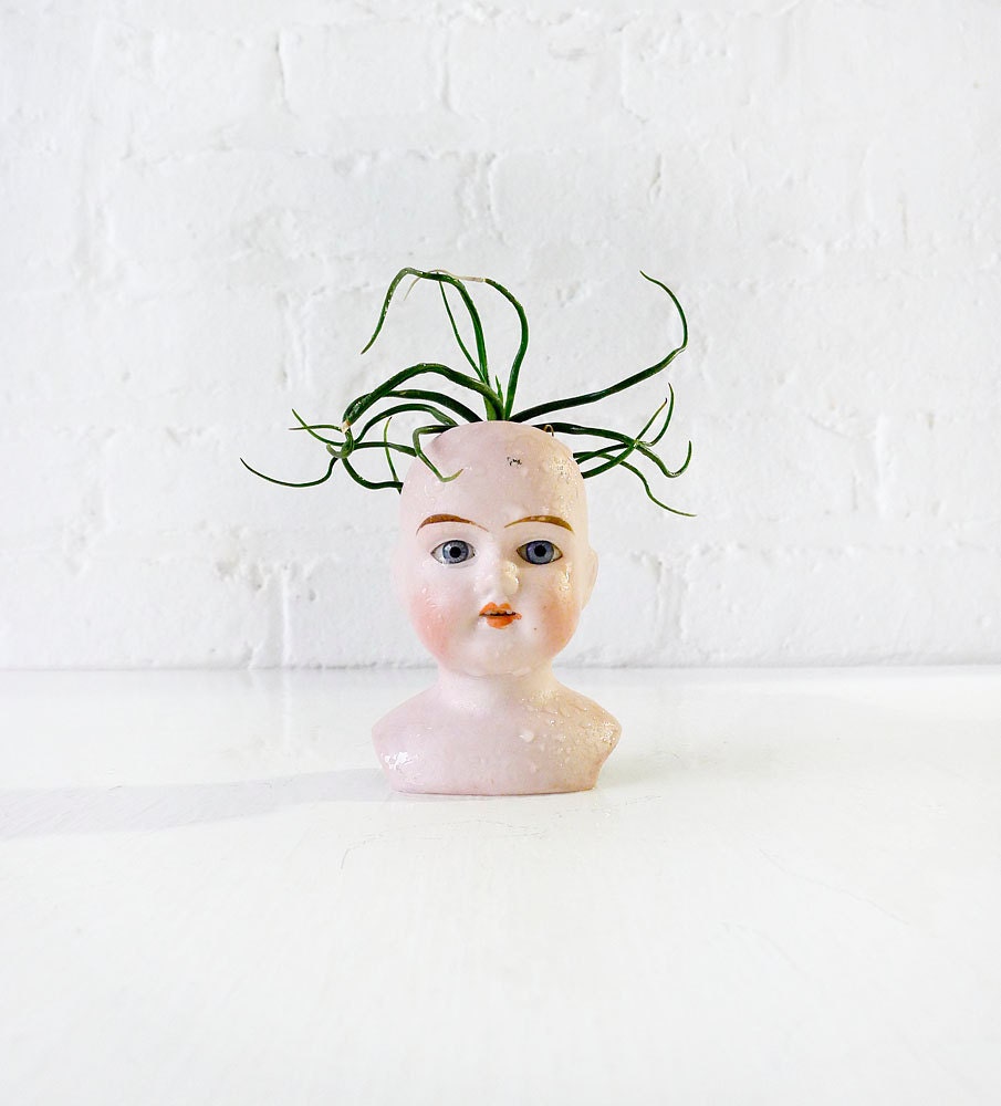 Stoned lil Medusa- Antique German Bisque Doll Head Air Plant Garden