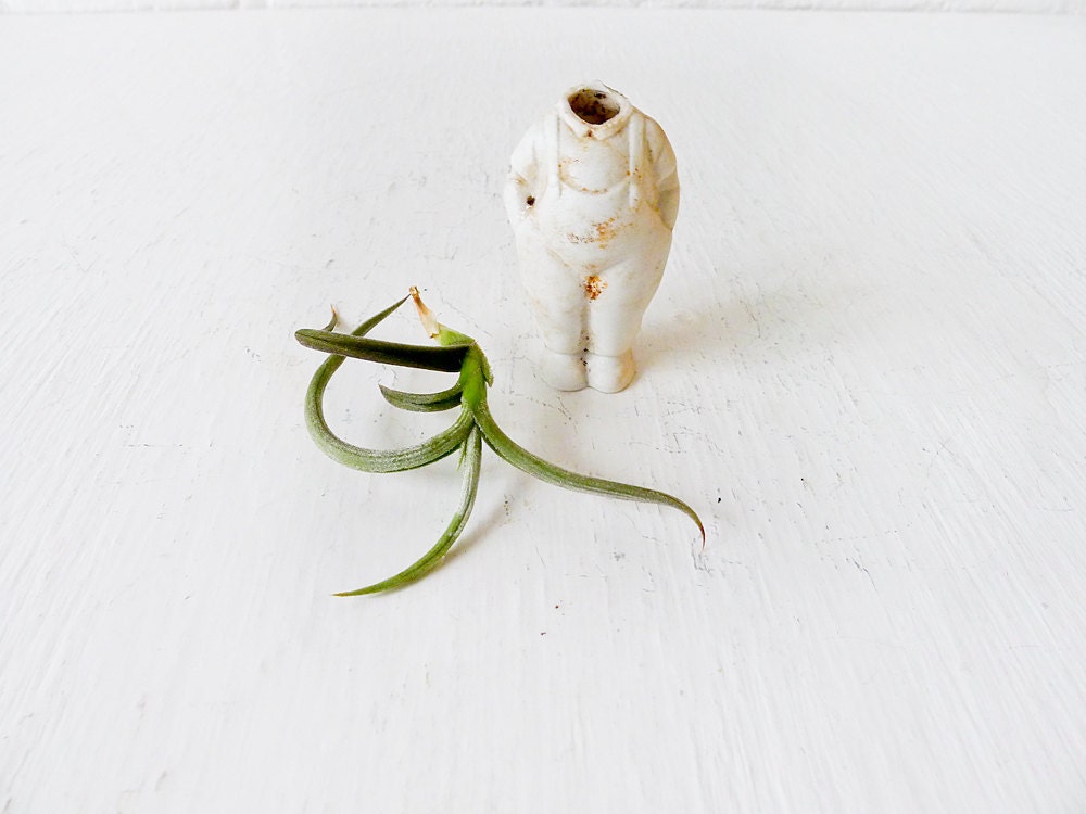 White Rabbit - No time to say "Hello, Goodbye" - Antique German Bisque Headless Doll Air Plant Garden