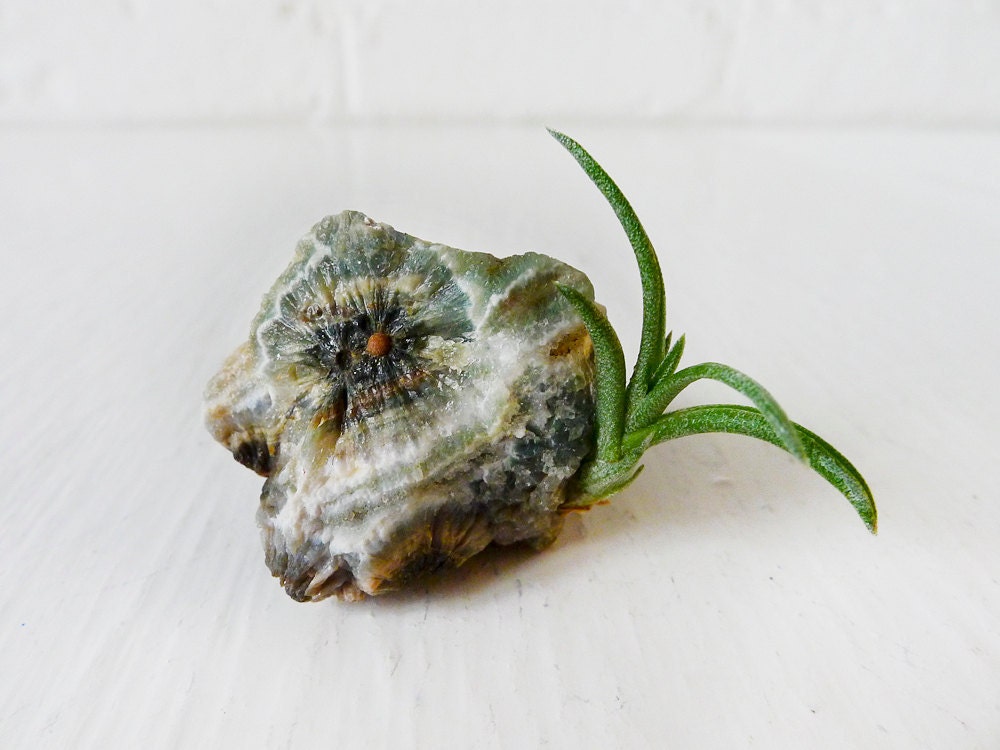 10% SALE - Air Plant Crystal Garden - Ocean Jasper Mineral
